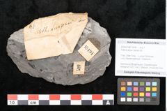 Foto (Objekt + Etikett) von Asterocarpus meriani Br. (NHMW-GEO-2024-0188-10494)